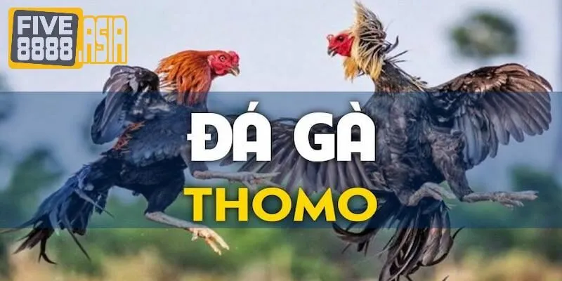 Đừng bỏ lỡ các trận đá gà Thomo được phát sóng trực tiếp