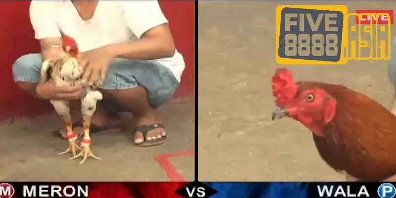 Đặt cược vào các cửa đá gà FIVE88 để nhận được các phần thưởng giá trị